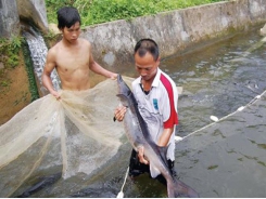 Caged-sturgeon breeding brings high incomes to mountainous farmers