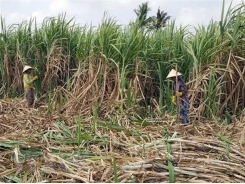 High-tech farming significant to improve sugarcane quality, productivity