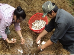 Trồng nấm rơm bài bản, lãi 13 triệu đồng/tháng