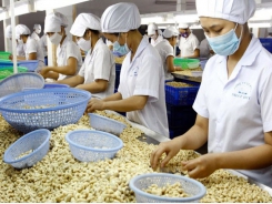 Europeans are nuts about Vietnam cashews