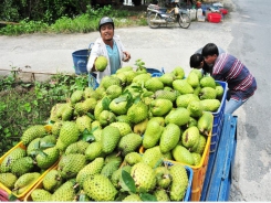 Mãng cầu xiêm lãi 30 triệu đồng/công/năm