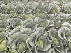Vegetable production in a competitive market