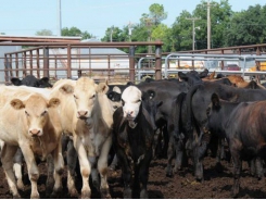 Midwest cattle face potential heat stress