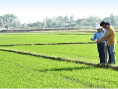Long An VnSAT project helps farmers increase profits and reduce production costs