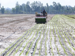 Trà Vinh develops new strains of rice, other crops