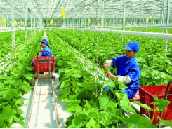 Labour export in agricultural: a golden chance for Vietnamese farmers