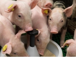 Controlling dietary buffering capacity in piglet feeds