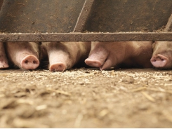 No nutritional silver bullet for zinc oxide replacement in piglet diets