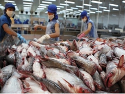 VASEP dự báo xuất khẩu cá tra giảm dịp cuối năm