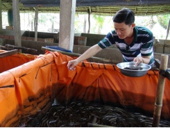 Super–intensive farming of white-legged shrimp brings high profits