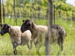 Benefits of sheep grazing systems examined