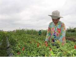 Climate-change adaptation models help farmers escape poverty