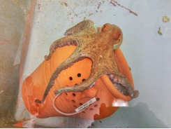 Getting to grips with octopus farming’s ethical issues