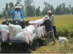 Vietnam's rice prices suffer fall due to sharp decline in demand from China