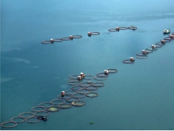 Startup tech companies promise to further expand Indonesian aquaculture
