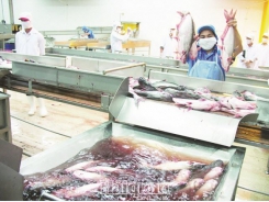 Pangasius prices plunge with export challenges