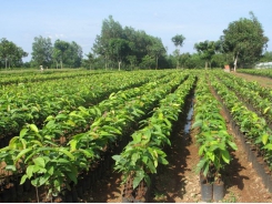 Vietnam seeks to develop agricultural species based on market demand