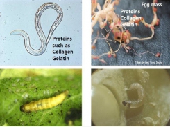 Phòng chống côn trùng gây hại bằng vi sinh vật phân giải Gelatin và Chitin