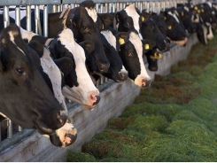 Study: Feed supplement reduces GHG emissions from cows