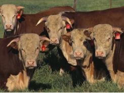 New cattle genes tied to feed efficiency