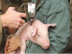 New tool uses swine respiratory cells to study flu viruses