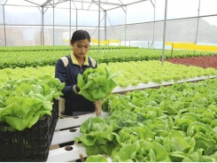 Vietnamese agriculture strengthened by M&A