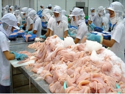 Pangasius exports will grow thanks to EVFTA