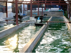 Algae meals may provide fishmeal, oil replacements for carnivorous fish