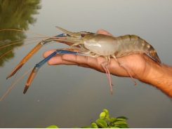 Harvest method, live freshwater shrimp key to Sino Agro’s model