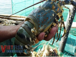 Price of commercial lobster slumps, leaving serious loss to farmers