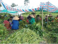 Trồng đậu nành rau được doanh nghiệp thưởng thêm vì sản phẩm an toàn