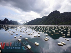 QuảngNinh: Urge improve of larvae quality and marine aquaculture technology