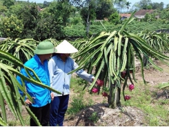 Thanh long ruột đỏ chinh phục đất cằn