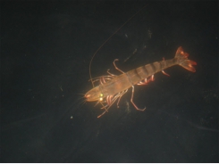 Stirling researchers identify viable ablation alternatives for shrimp hatcheries