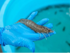 How a new breed of breeder is transforming US shrimp production