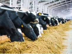 Leading Egyptian dairy farm championing feed self-sufficiency