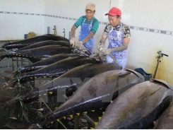 Tuna exports to Italy shoot up 60 percent in H1