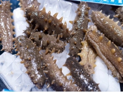 Vietnam promotes sea cucumber IMTA