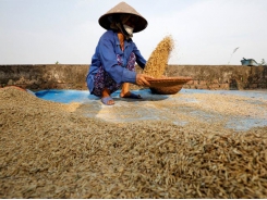 Asia Rice-Vietnam struggles to find new buyers as Chinese demand dwindles