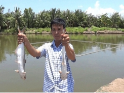 Triển vọng nuôi cá bông lau trên vùng nước lợ