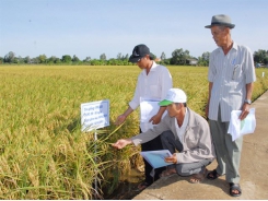 Đánh giá giống lúa chất lượng