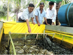 Phát triển nghề nuôi lươn không bùn