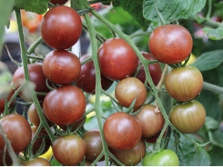 Cà chua socola, nông sản của cao nguyên Lâm Đồng