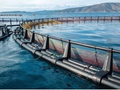 Risk management for the aquaculture industry