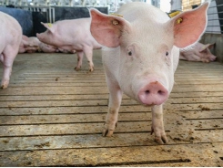 How to train gilts for electronic sow