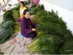 Trồng cau kiểng bán lá thu nhập khá