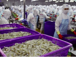 Xuất khẩu hải sản sang EU giảm mạnh