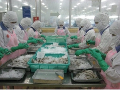 Vietnam shrimp exports to U.S. enjoy zero tariffs