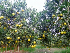 Hung Yen oranges win customers’ trust