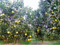 Hung Yen oranges win customers’ trust